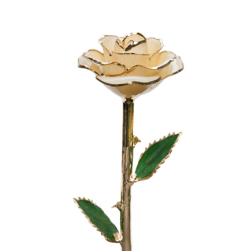 24K Gold Dipped Rose – Pearl White