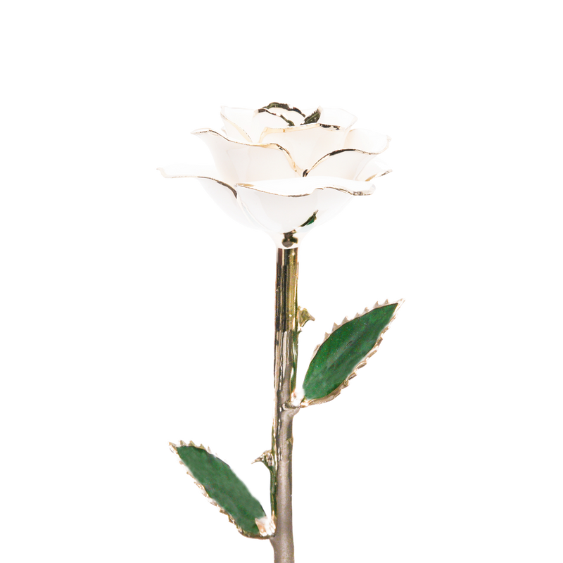 24K Gold Dipped Rose – White